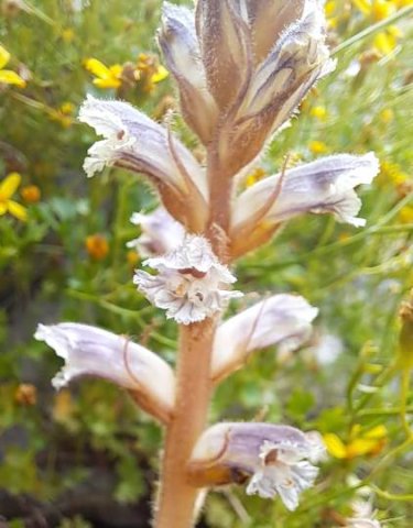 Orobanche minor flowers